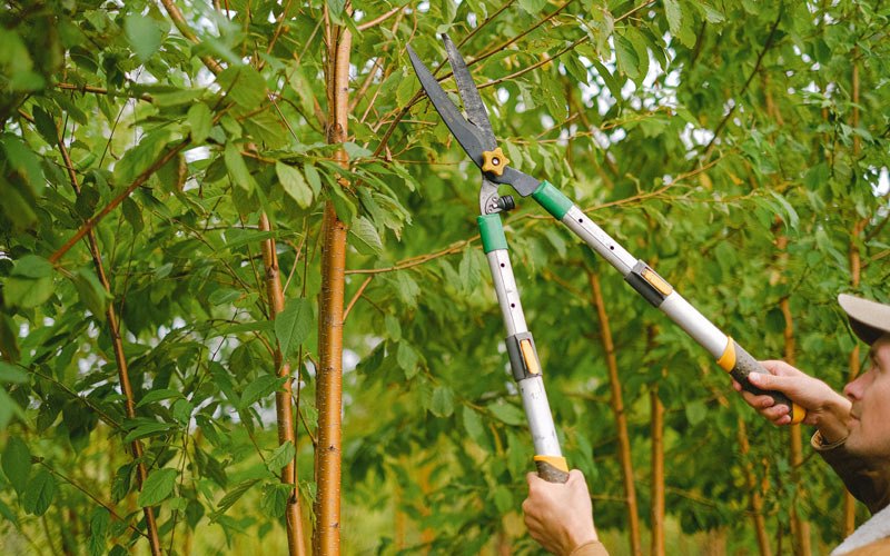 Tree trimming in Freeburg, PA